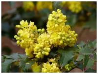 Магония падуболистная (лат. Mahonia aquifolium) семена 25шт