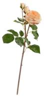 Роза Дэвид Остин Мидл ветвь св.персиковая в-50 см 1цв (д-8,в-6 см), 2бут 30.11170018LPC