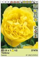 BES Луковица Пион Yellow (x1)