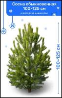 Сосна Обыкновенная, новогодняя живая елка, 100-125 см