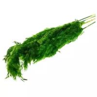 Сухоцвет «Пампасная трава» набор 5 шт, цвет зелёный