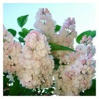 Сирень обыкновенная (Syringa vulgaris Beauty of Moscow C1,5 10-20)