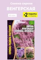 Семена Сирень венгерская, 10 сем. + 2 Подарка