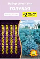 Семена Ель Голубая, 4 упаковки + 2 Подарка