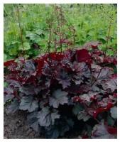 Гейхера мелкоцветковая (Heuchera micrantha Palace Purple C1)