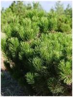 Семена Сосна горная муго (Pinus mugo), 20 штук