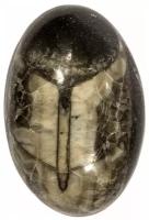 Кабошон Ортоцерас, природный, 31х20х8 мм, вес камня 8 грамм