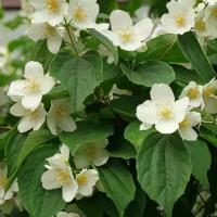 Чубушник венечный Садовый жасмин (лат. Philadelphus coronarius) семена 25 шт + подарочные семена