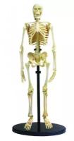 Анатомический набор EDU-TOYS Модель скелета человека SK057