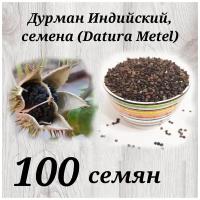 Дурман Индийский семена/коробочки Datura Metel 100 шт. семян