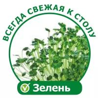 Чудо грядка двойная Zdorovya Klad/X2 original проращиватель семян зерен и семечек