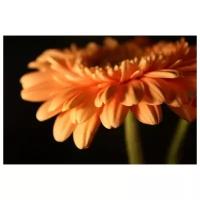 Постер на холсте Оранжевый цветок (Orange flower) №1 45см. x 30см