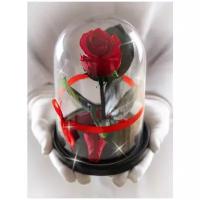 Стабилизированная роза в колбе Therosedome Mini 6 см, красная