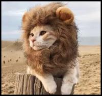 Грива льва для вашего кота/ костюм для кота/ Одежда для кота/ шапка для кошки/ шапка для собаки/ костюм на Хэллоуин коты