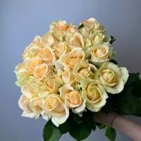 Живые цветы букет роз 31 шт 60 см кремовый