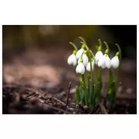 Постер на холсте Подснежники (Snowdrops) 45см. x 30см