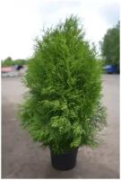 Туя западная (Thuja occidentalis Brabant C3 60-80)