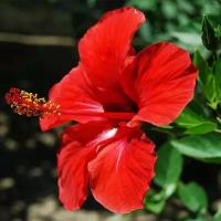 Гибискус китайский красный (лат. Hibiscus rosa-sinensis) - Свежие семена 15шт + подарочек