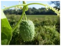 Бешеный огурец (лат. Ecballium elaterium) СЕМЕНА10шт