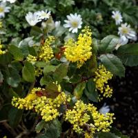 Магония падуболистная (лат. Mahonia aquifolium) семена 25шт + подарочек
