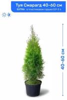 Туя западная Смарагд 40-60 см в пластиковом горшке 0,9-3 л, EXTRA саженец, хвойное живое растение