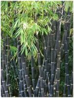 Семена Бамбук чёрный (Phyllostachys Nigra), 20 штук