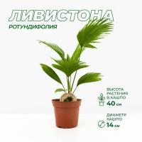 Пальма Ливистона ротундифолия высота 30-45 см в технологическом горшке, диаметр 14 см