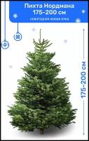 Пихта Нордмана Premium, новогодняя живая елка срезанная, 175-200 см