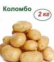 Семенной картофель Коломбо 2 кг