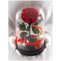 Стабилизированная роза в колбе Therosedome Premium 7-8 см, красная