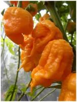 Семена Острый перец 7 pot Primo orange (семь горшков Примо оранжевый), 5 штук