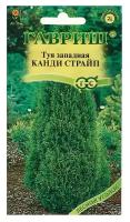 Семена Гавриш туя западная Канди Страйп 0,05 г