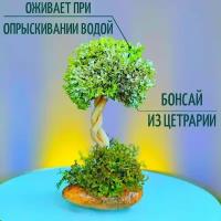 Исландский мох Цетрария / Дерево искусственное для декора в кухню, в прихожую, в зал, в детскую, в спальню, 17 см