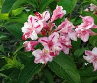 Вейгела цветущая розовая (лат. Weigela Rosea) семена 25шт + подарочек