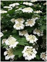 Семена Калина обыкновенная красная (Viburnum opulus), 165 штук