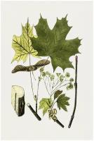 Постер / Плакат / Картина Листья - Норвежские кленовые листья 40х50 см в подарочном тубусе
