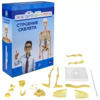 Набор 1 TOY Экспериментариум Строение скелета