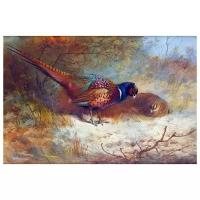 Постер на холсте Фазан (Pheasant) №1 76см. x 50см