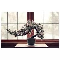 Постер на холсте Бонсай (Bonsai) 48см. x 30см