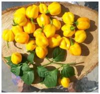 Перец острый Scotch Bonnet Yellow (лат. Capsicum Chinense Scotch Bonnet) семена 5шт