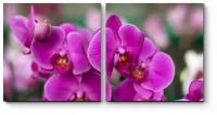 Модульная картина Прекрасные и нежные орхидеи 50x25