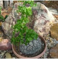 Семена Диоскорея батат, ямс (Dioscorea batatas) 5 шт