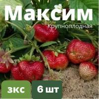 Клубника Крупноплодная 