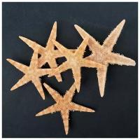 Набор из 5 морских звезд, размер каждой 3-5 см 476939