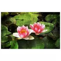 Постер на холсте Кувшинки (Water Lilies) №2 48см. x 30см