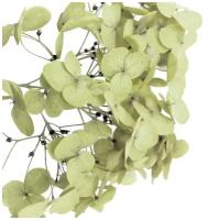 Стабилизированные цветы Гортензии (оливковые)