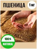 Пшеница натуральная, для проращивания, корм Rendax 1 кг., 3 кг., 5 кг