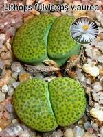 Литопсы Lithops fulviceps v.aurea (живые камни, суккуленты) набор для выращивания (семена, грунт, горшочек, инструкция по посеву)