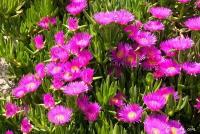 Карпобротус съедобный (лат. Carpobrotus edulis) семена 20шт