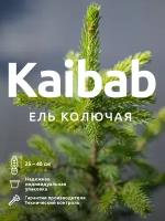 Ель голубая колючая Кайбаб Kaibab саженец в горшке C2-C3